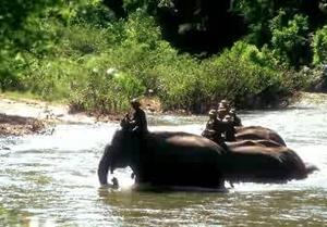 Elefanten im Mae Sa Fluss, Chiang Mai, Thailand