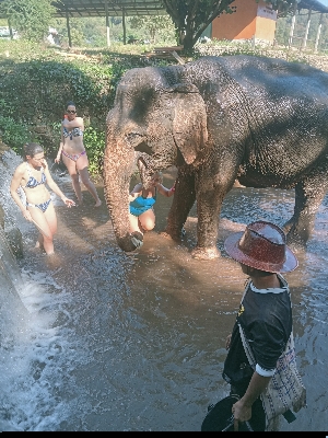 Mit einem Elefanten spielen in Chiang Mai