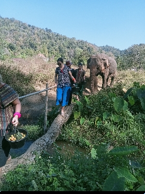 Spaziergang durch den Dschungel mi einem Elefanten