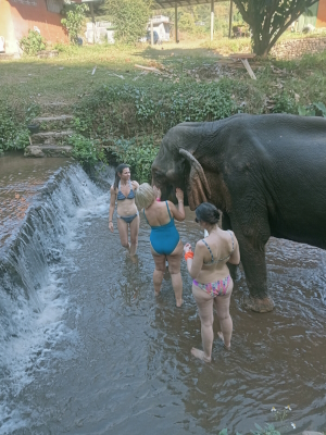 Elefanten Camp in Chiang Mai