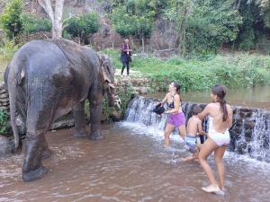 Spielen mit Elefante in Chiang Mai