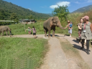 Wanderung mit Elefanten in Chiang Mai