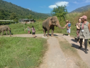 Elefantenpflege in Chiang Mai