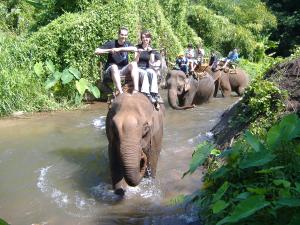 Elefantenreiten durch den Dschungel von Chiang Mai, Thailand 