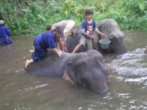Elefanten-Training & Trekking Tour