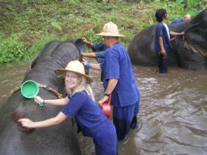 Elefanten baden in