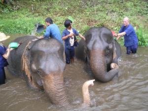Elefanten baden