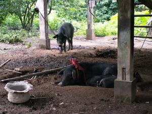 Schweine in Bergvolk Dorf