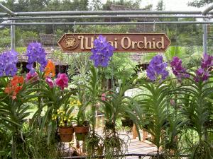 Orchideen und Schmetterlings Farm