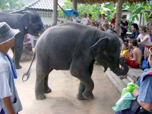 Elefanten Show