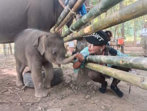 Baby Elephant