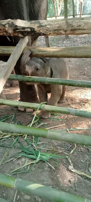 Baby Elephant