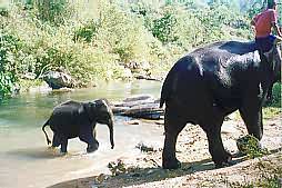 Baby Elefant im Mae Wang Elefanten Camp, Chiang Mai, Thailand