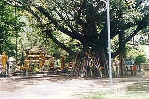 Bhodi (poh) Baum in Chiang Mai, Thailand