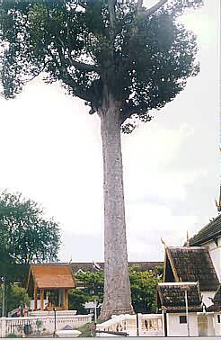 Wächter Baum in Chiang Mai, Thailand