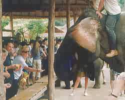 Elefanten Fütterung in Chiang Mai