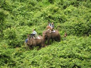 Elefantenreiten durch den Dschungel von