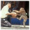 Affen Show im Monkey Center Chiang Mai