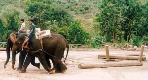 Elefanten bei der Arbeit in Chiang Mai