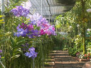 Orchideen und Schmetterlings Farm in