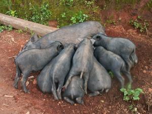 Schweine in einem Bergvolk Dorf in