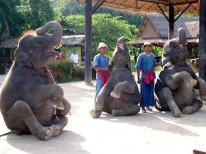 Elefanten Show